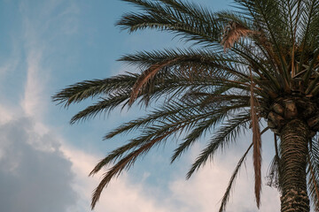Fototapeta na wymiar palm tree from beneath in the sun across the sky. Summer background. Copy space