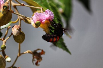 Insect pollinating flowers in nature.