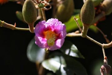 Photography of beautiful plants in the garden.