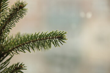 Fir branch on a blurred background. Place for text. 
