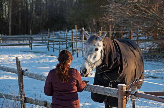 Umea, Norrland Sweden - February 2, 2020: little girl feeds a horse