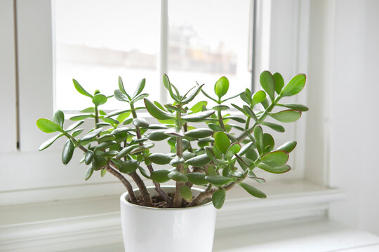 Crassula ovata, jade plant by the window close-up. House plant in pot on window sill with lush green leaves. Succulent in home garden.