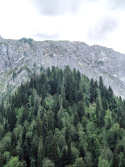 A green forest growing on a rock under an overcast sky. Nature Reserve