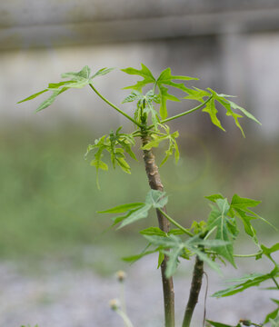 young top of tree of chaya or  Cnidoscolus chayamansa in family Euphorbiaceae 