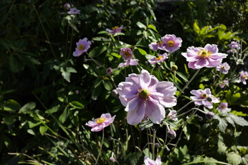 hidcote manor gardens cotswolds gloucestershire england uk