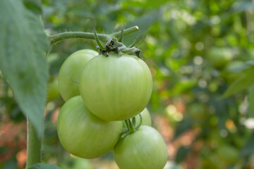 Fresh tomatoes in a natural country garden