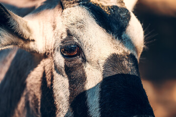 Gemsbok antelope or Oryx Gazella, close up on animal eyes.