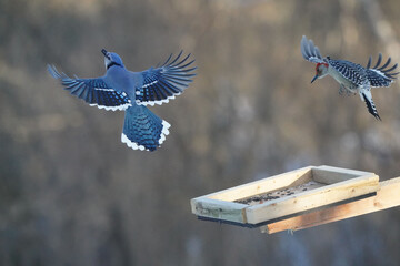 Blue Jays fighting over food at tray feeder on overcast winter afternoon. Sometimes being ejected...