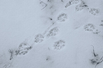 Cat tracks in the snow. Traces of a cat walking in the snow. The cat walked through the snow and left paw prints behind him