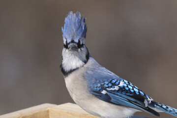 Blue Jays fighting over food at tray feeder on overcast winter afternoon. Sometimes being ejected by other Jays and sometimes by a brave mourning dove