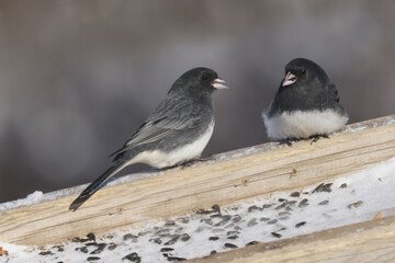Juncos in winter fighting for their share of food with chicakadees at feeder on overcast winter day
