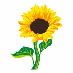 Obraz premium Colored flat vector illustration of sunflower. For cosmetic package design, medicinal herb, treating, half care, prints. Design element for fabric, textile, clothing, wrapping paper, wallpaper
