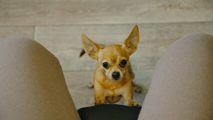 The cute pet funny lays its paws on the chair for the mistress. Toy terrier looks with sad deep...