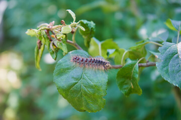 caterpillar on an apple tree,caterpillar eats apple leaves, pests on trees in the garden