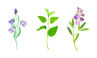 Fototapeta na wymiar Violet Flower or Blossom on Leafy Stalk or Stem Vector Illustration Set