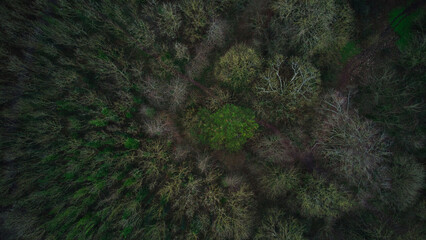 An areal view of a beautiful park or small forest in Limerick, Ireland