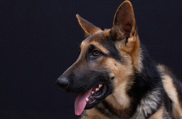 Portrait of German Shepherd on black background