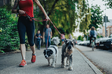 Unrecognizable woman walking her dogs on a leash in the city