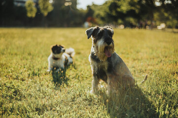 Two beautiful dogs in a dog park playing and having fun