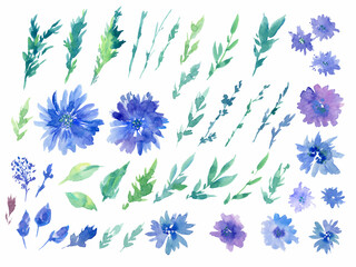 Chicory flowers set. Flowers, leaves, twigs, buds hand-drawn in watercolor. Blue flowers with streaks of paint on a white isolated background. wild herbs. Field plants. Delicate green branches.