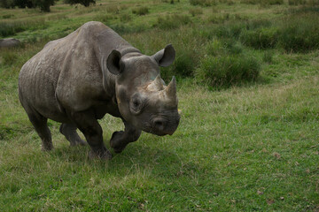 Fototapeta premium angry white rhino in the grass