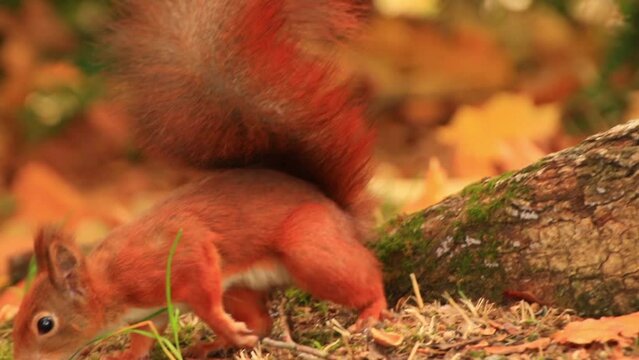 Portrait of Eurasian red squirrel climbing on tree and eating acorn