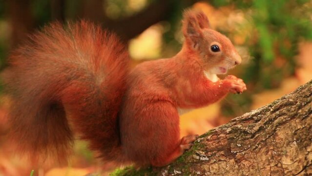 Portrait of Eurasian red squirrel climbing on tree and eating acorn