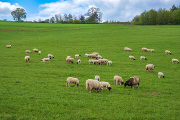 Fototapeta na wymiar View of a herd of sheep grazing on a pasture in Rheinhessen/Germany 