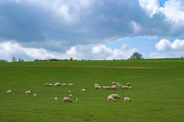 View of a herd of sheep grazing on a pasture in Rheinhessen/Germany 