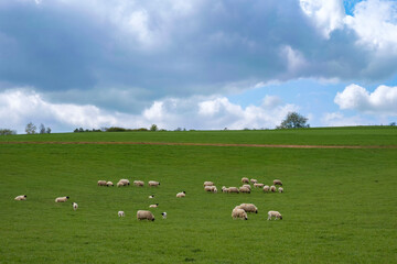 Fototapeta premium View of a herd of sheep grazing on a pasture in Rheinhessen/Germany 