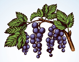Currants on branch. Vector drawing