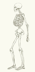 Human skeleton. Vector schematic drawing