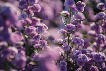 Purple margaret flowers in a large garden select focus point for making background