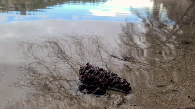 Conifer cone floating beside the lake gregory shore
