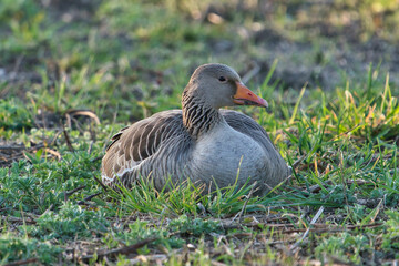 goose on the meadow