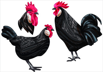 The set of hand-drawn chickens. The breed of black minorca