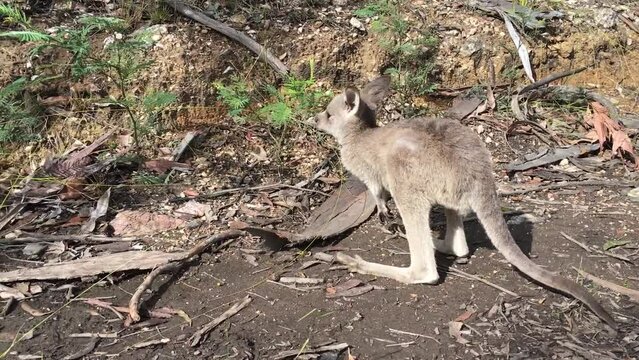 Young kangaroo joey spends its first moments outside the pouch, exploring the bush and scratching. Handheld shot.