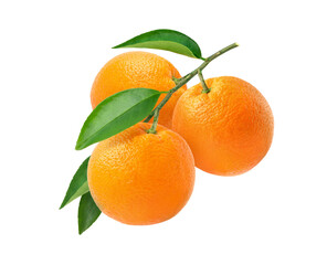Three orange fruits hangging with branch and green leaves isolated on white background.