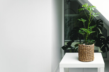 Schefflera plant in a wicker pot on a white table in the room near the window, home gardening and minimal scandinavian home decor, copy space