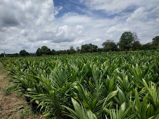corn field under sky