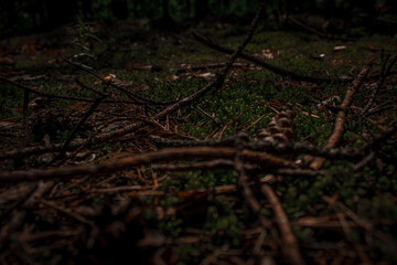 forest_01
