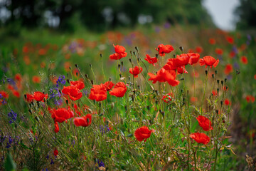 Red poppies in full blossom grow on the field. Blurred background