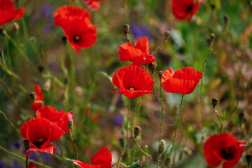 Fototapeta premium Red poppies in full blossom grow on the field. Blurred background