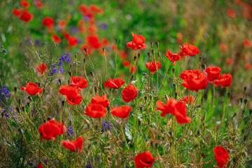 Fototapeta na wymiar Red poppies in full blossom grow on the field. Blurred background