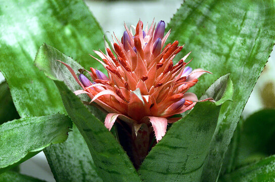 maguey flower, agave leaves with flower
