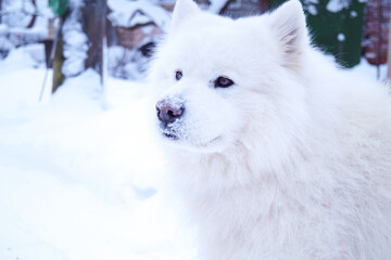 White samoyed portrait winter.Nose is covered with snow.