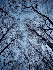 tree in the sky