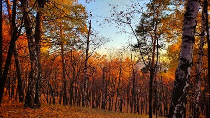 autumn in the forest