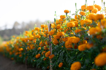 selective focus orange marigolds in the garden because the flowers are in full bloom orange prince...