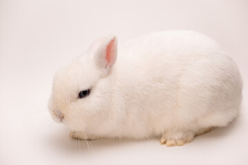 A fluffy cute rabbit with pink ears, gray eyes and a long mustache on a solid white background looks at the camera
